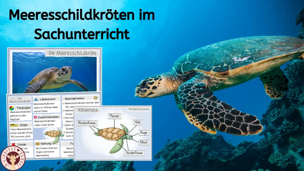 Meeresschildkröte im Sachunterricht