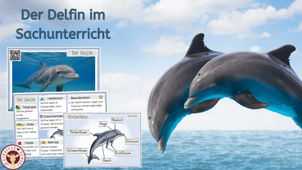 Delfine im Sachunterricht – forschen, entdecken und lernen Delfin im Sachunterricht der Grundschule