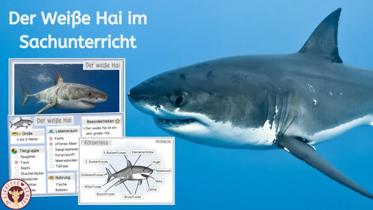 Weißer Hai im Sachunterricht der Grundschule mit differenziertem Unterrichtsmaterial